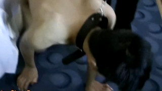XXX Gay clips contains Cute Asian Slave Boy Doggy Trainning